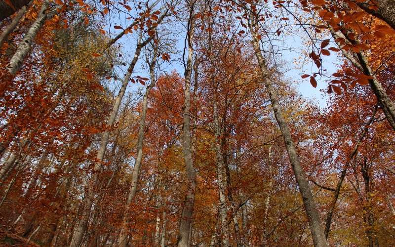 Yedigöller sonbahar ağaçlar